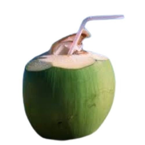 Common Green Healthy Round Shape Standard Size Fresh Tender Coconut