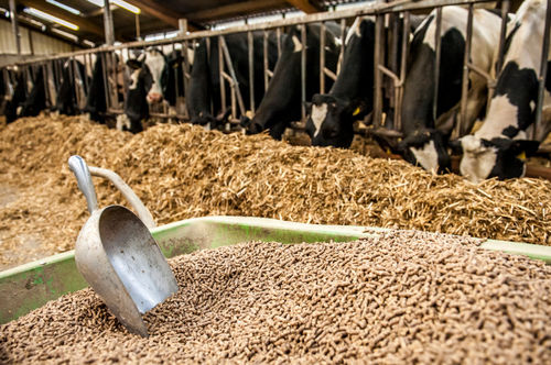 Premium Quality Cattle Feed For Animal