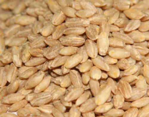 Pure And Natural Cultivated Whole Dried Wheat Grain