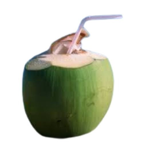 Standard Size Round Shape Green Fresh Tender Coconut Water 
