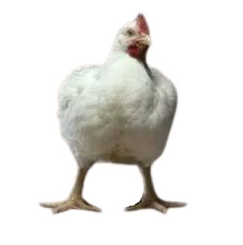 White Female Live Broiler Chicken For Poultry Farming
