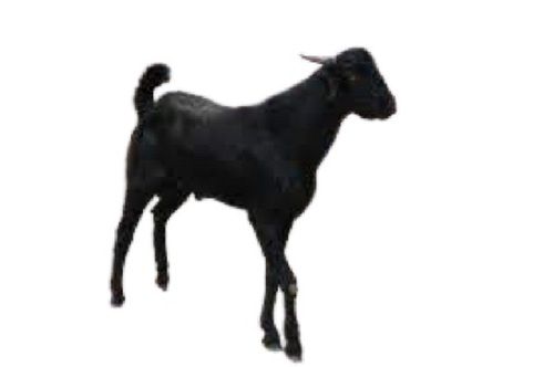 Black Male Live Goat For Farming Weight: 1  Kilograms (Kg)