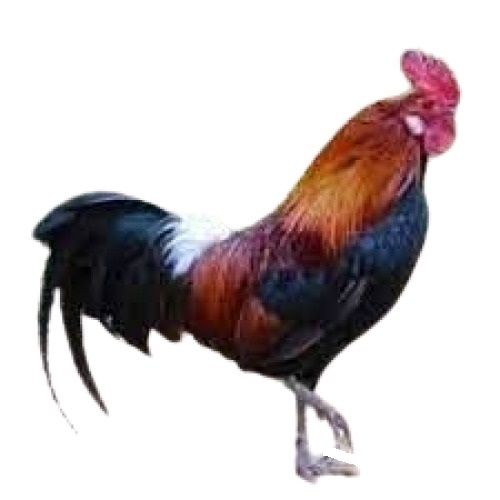 Brown With Black Male Live Country Chicken - Healthy, For Farming Usage | Male Gender, Country Chicken Type, Brown With Black Color