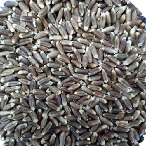 Commonly Cultivated Pure And Dried Black Wheat Seed