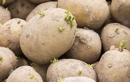 Commonly Cultivated Raw And Pure Potato Seeds For Harvesting