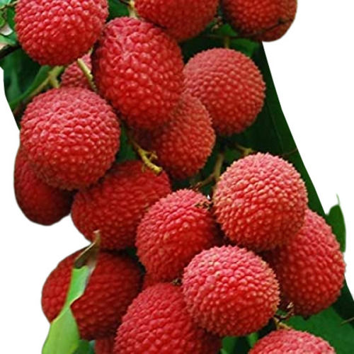 Commonly Cultivated Round Shaped Sweet Pure And Fresh Litchi