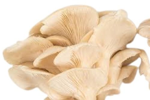 India Origin Piece Shape A Grade White Fresh Mushroom