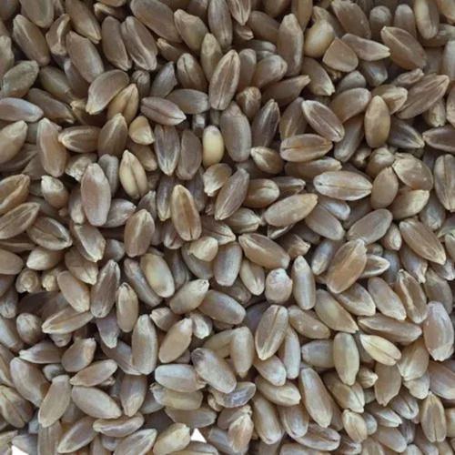 Normal Cultivated Pure And Dried Hard Whole Black Wheat Grain