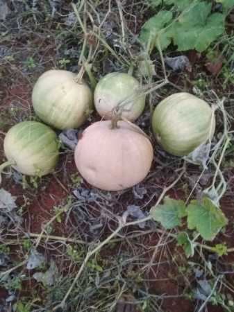 Organic Natural and Fresh Pumpkin