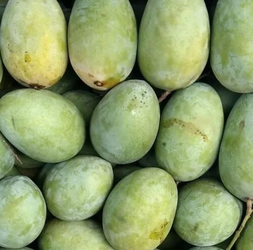 Green Pure And Fresh Commonly Cultivated Sweet Malda Mango