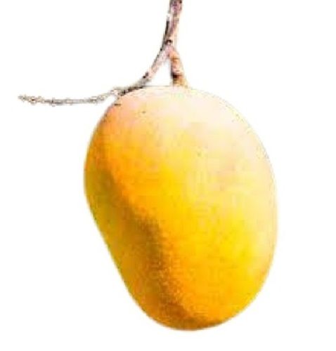 Fresh Indian Origin Commonly Cultivated Naturally Sweet Yellow Mango