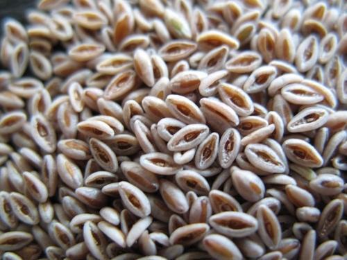 Commonly Cultivated Dried And Pure Isabgol Seeds Ash %: 3