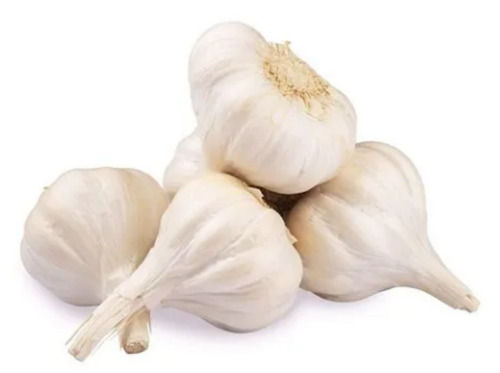 Commonly Cultivated Indian Origin Round Raw Fresh Garlic Moisture (%): 60