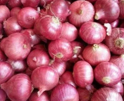 Natural And Fresh Commonly Cultivated Round Raw Onion Moisture (%): 86%