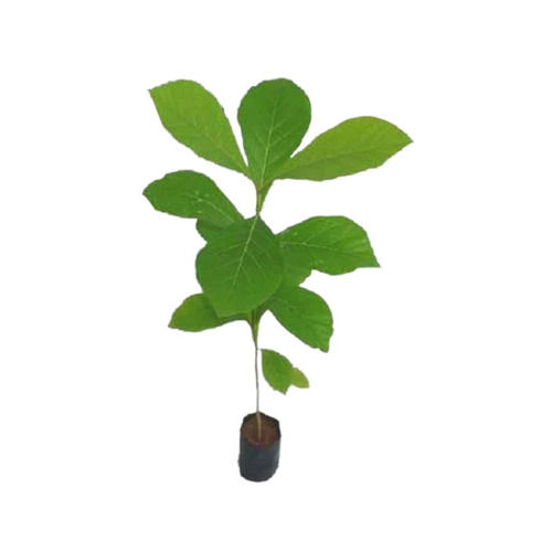 18 Centimeter Stem Length 15 Cm Green Teak Plant 