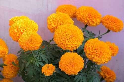 Yellow 98% Freshness Marigold Flower For Gift And Religious Purpose