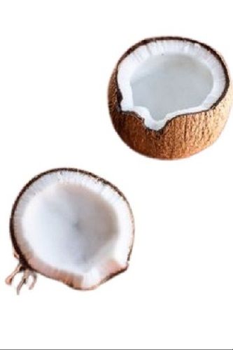 Brown Semi Husked Oval Shape Naturally Grown Fresh Coconut