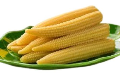 Medium Size Naturally Grown Common Cultivated Fresh Baby Corn