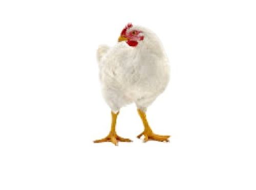 White Female Live Broiler Chicken