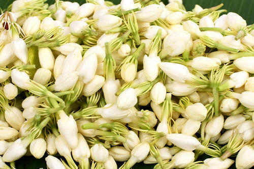 White And Green 35 Millimeter Fresh Jasmine Flower For Decoration