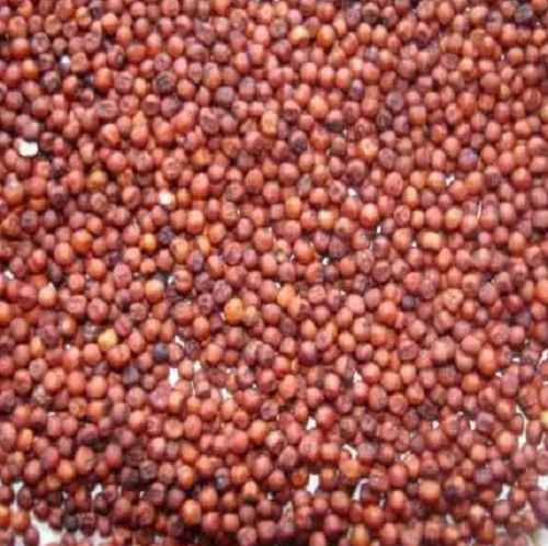 99% Pure A-Grade Nutrient Enriched Organically Cultivated Dried Ragi Seed
