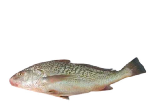 Highly Nutrient Enrich And Healthy Fresh Whole Croaker Fish For Cooking 