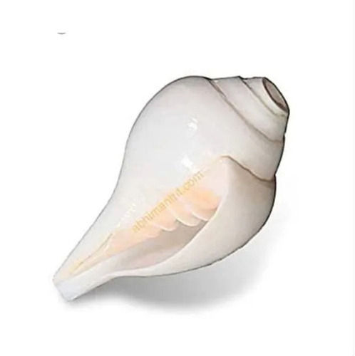 White Medium Size Religious Style Polished Surface Pooja Conch Shell