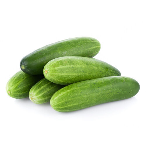 Pesticide Free Natural Green Cucumber Good For Health
