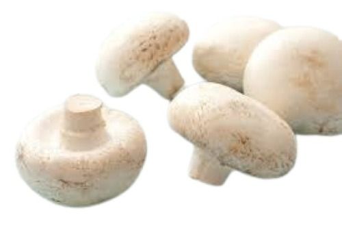 White A Grade Smooth Piece Shape Wild Medium Button Mushroom