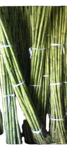 Common Cultivated Glutinious Long Round Raw Sugarcane