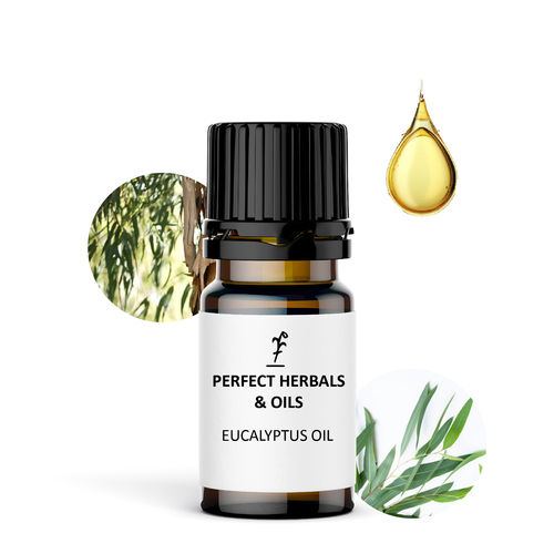 Eucalyptus Globulus Steam Distilled Essential Oil