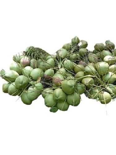 Medium Sized Whole Round Shaped Commonly Cultivated Fresh Tender Coconut