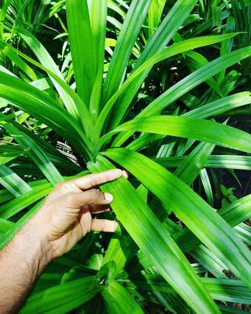 100% Fresh and Natural Pandan Leaves with 6 Months of Shelf Life