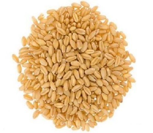 100 Percent Pure Fresh And Healthy Organic Wheat Grain