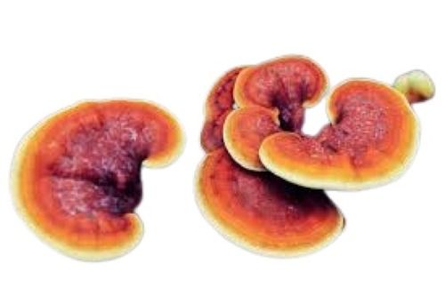 A-Grade Commonly Cultivated Medium Size Wild Reishi Mushroom