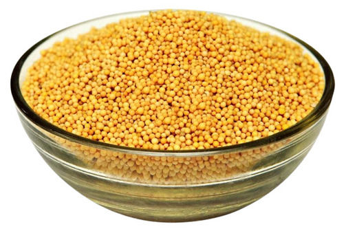 Commonly Cultivated Raw And Dried Yellow Mustard Seeds