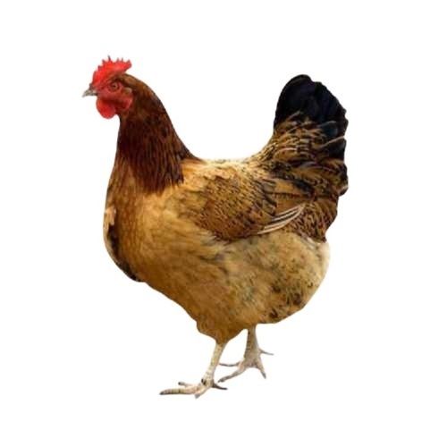 Brown 1 To 1.5 Kilograms Weight 4 Months Age Live Female Country Chicken