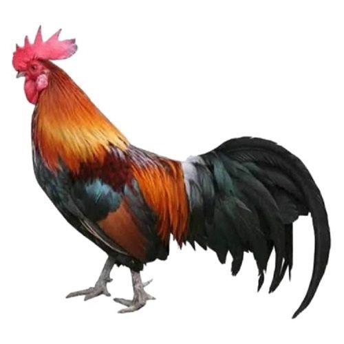 1 To 1.5 Kilograms Weight 4 Months Age Live Male Country Chicken