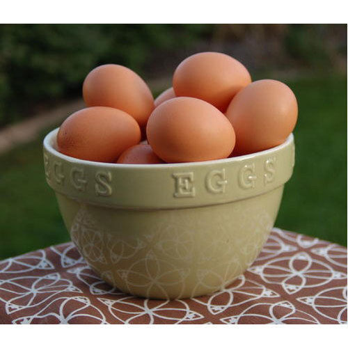 High In Protein Hatching Brown Eggs For Cooking Use