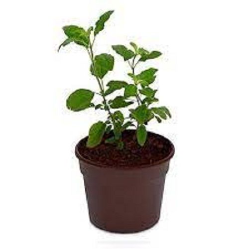 Medicinal Value Long Life Free From Pests Tulsi,Plant