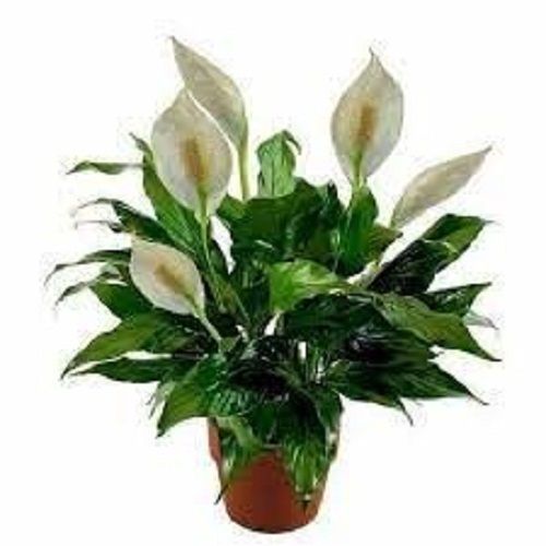 White Modern Breeding Plant Lily Flower For Decorating Indoor And Outdoor