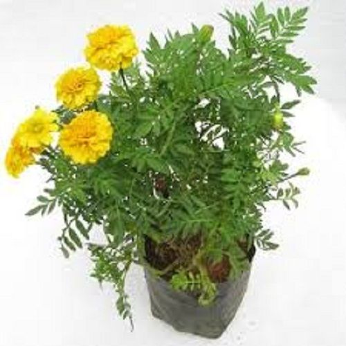 Tagetes Patula Well Watered Clay, Well Drained Marigold Plant