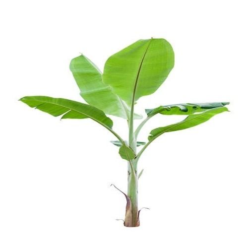 1.5 Feet Long Agricultural Grade Green Leaves Musa Acuminata Breed Banana Plant Shelf Life: 6 Months