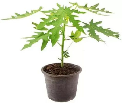 2.3 Feet Long Agricultural Grade Green Leaves Coorg Honeydew Breed Papaya Plant