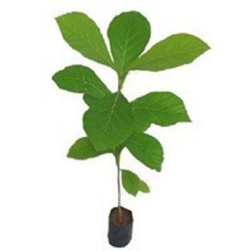 2.6 Feet Long Agricultural Grade Green Leaves Burmese Breed Teak Plant Shelf Life: 1 Years