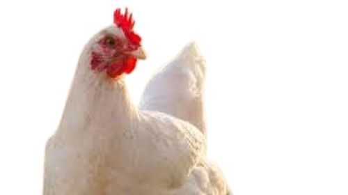 Healthy Nutrients White Female Live Broiler Chicken For Cooking