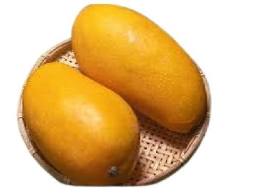 Sweet Taste Commonly Cultivated In India Summer Season Oval Shaped Fresh Mango