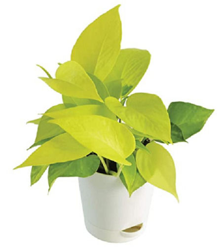 money plant