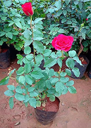 30 Mm Tall Full Sun Exposure Green Leaves Silviculture Breed Rose Plant