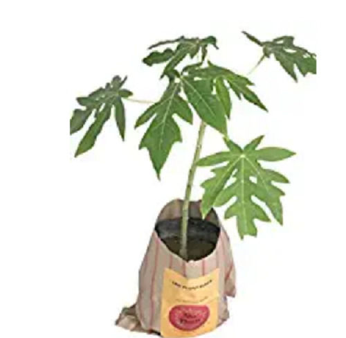 5 Meter Tall Full Sun Exposure Green Leaves Horticulture Breed Papaya Plant Shelf Life: 1 Years